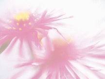 IMAGE1481.gif